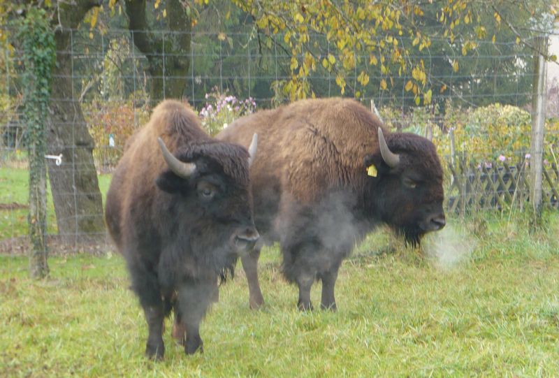 Bison futé
